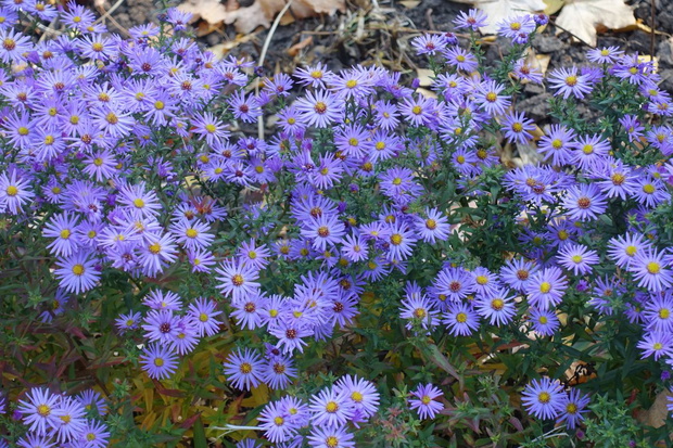 aster nowobelgijski w ogrodzie
