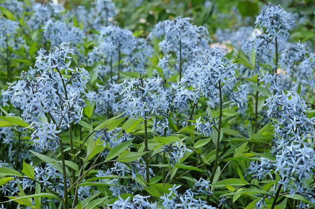 Jak wygląda amsonia