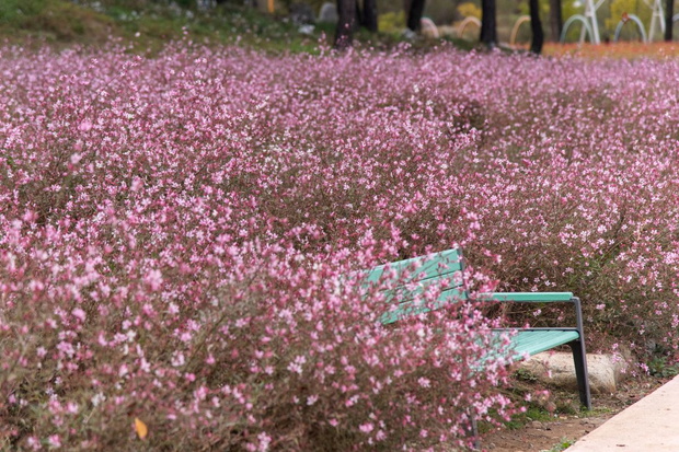 gaura wygląd