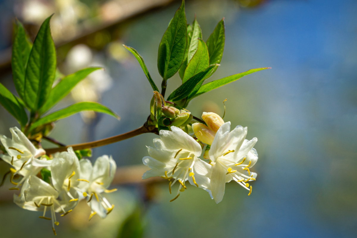 Suchodrzew Standisha Lancifera - krzew na żywopłot kwitnący