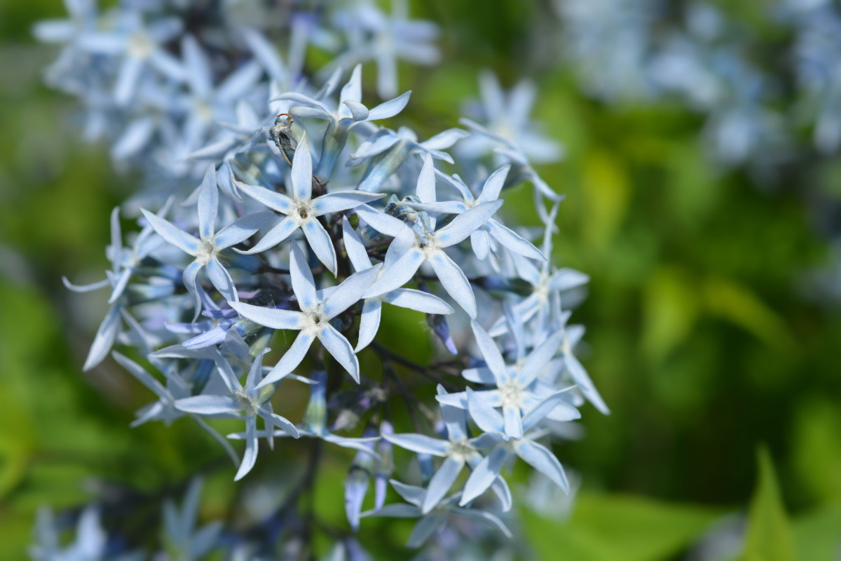 Amsonia tabernaemontana