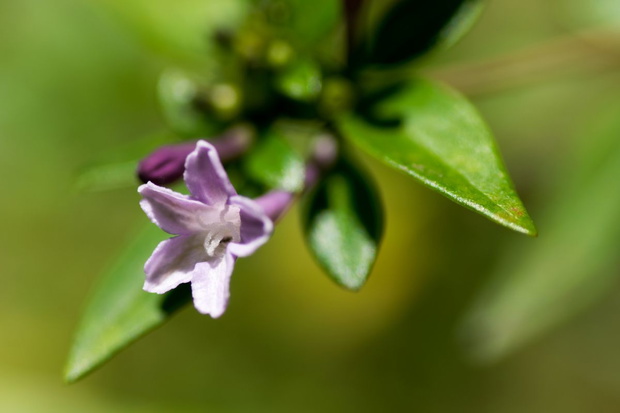 Leptodermis oblonga uprawa