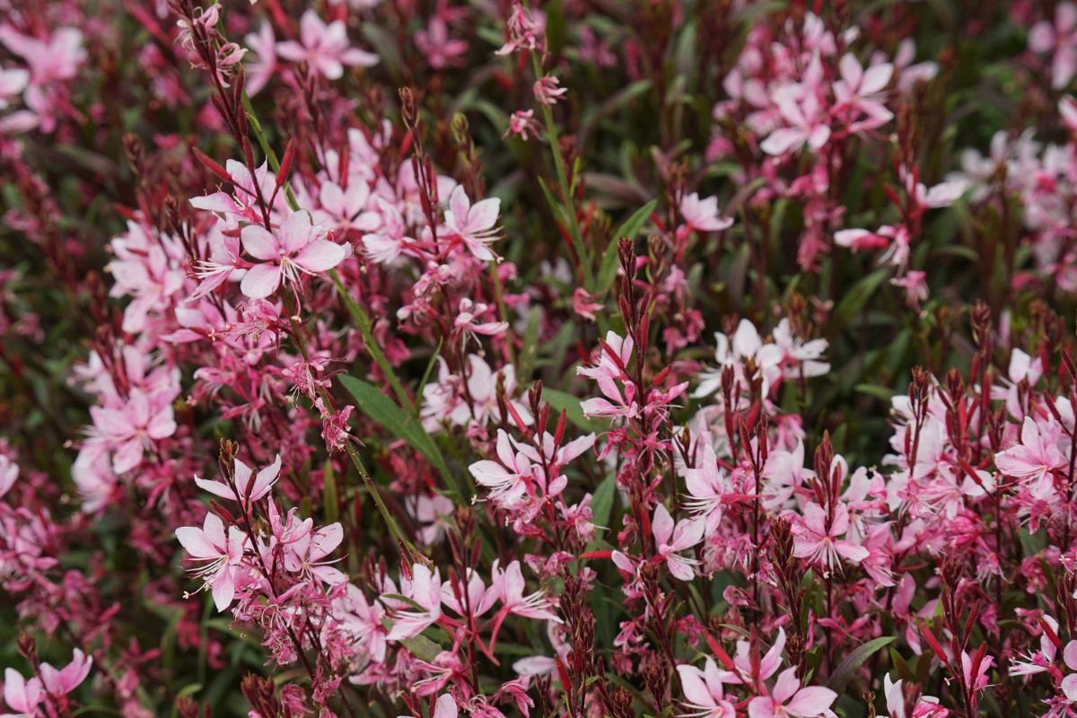 gaura bylina