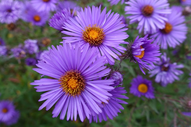 aster nowobelgijski kwiat