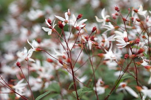 Gillenia trójlistna