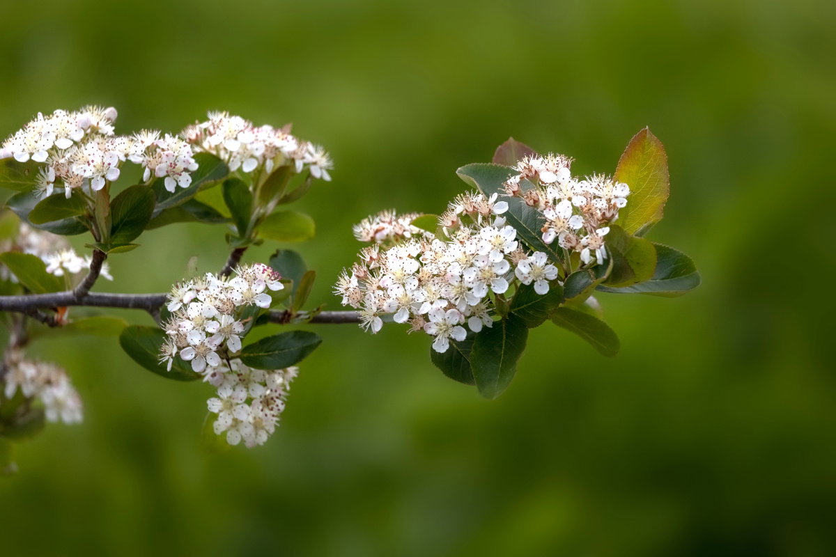 Aronia śliwolistna zachwyca aż 3 razy w roku