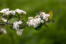 Aronia śliwolistna zachwyca aż 3 razy w roku