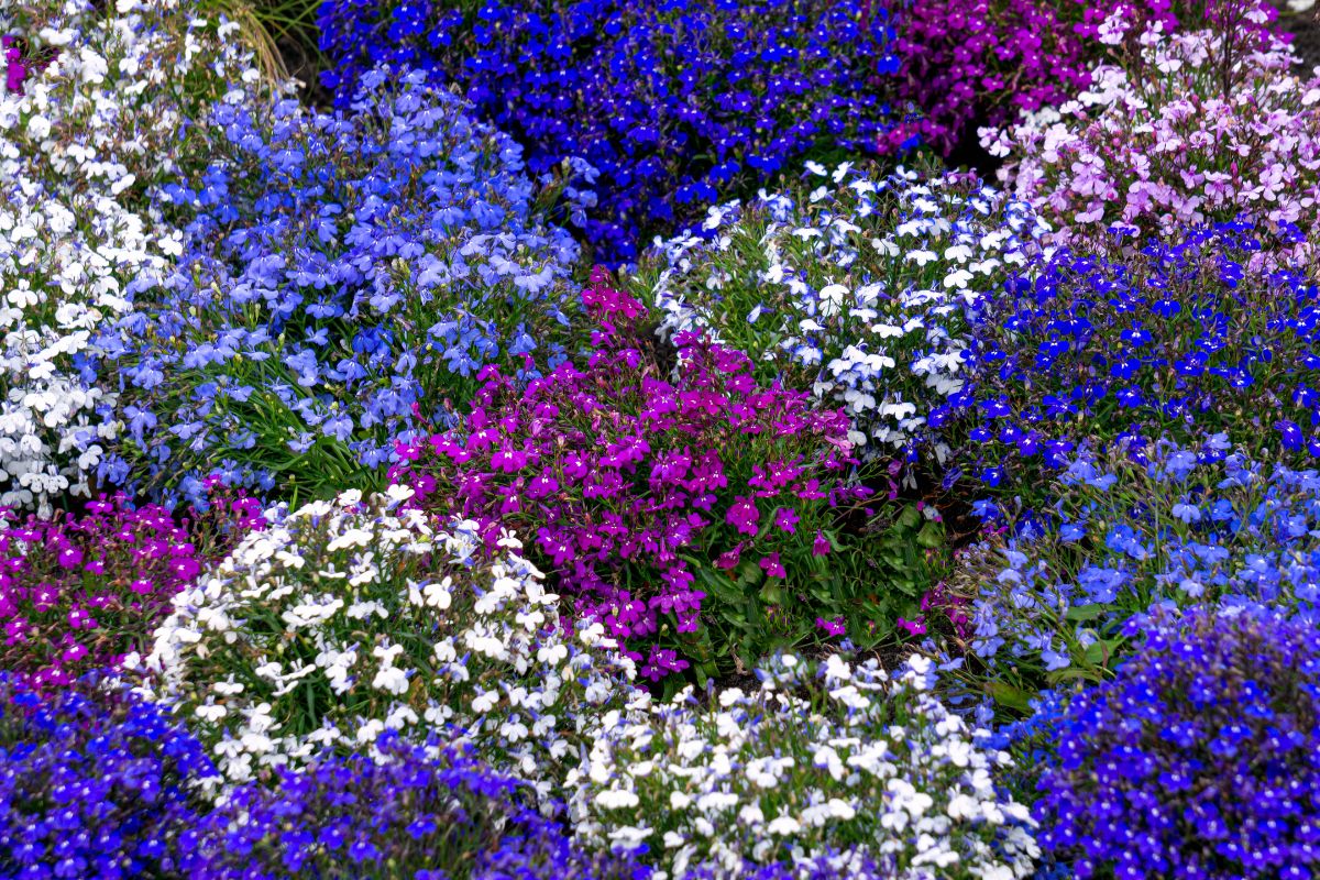 lobelia