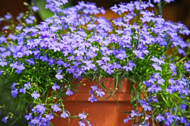 lobelia na balkon