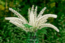 Pluskwica groniasta