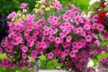 supertunia