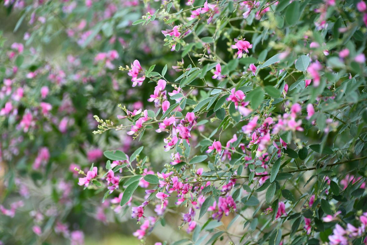 Lespedeza Thunberga