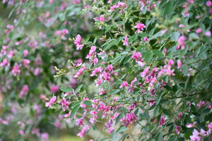 Lespedeza Thunberga