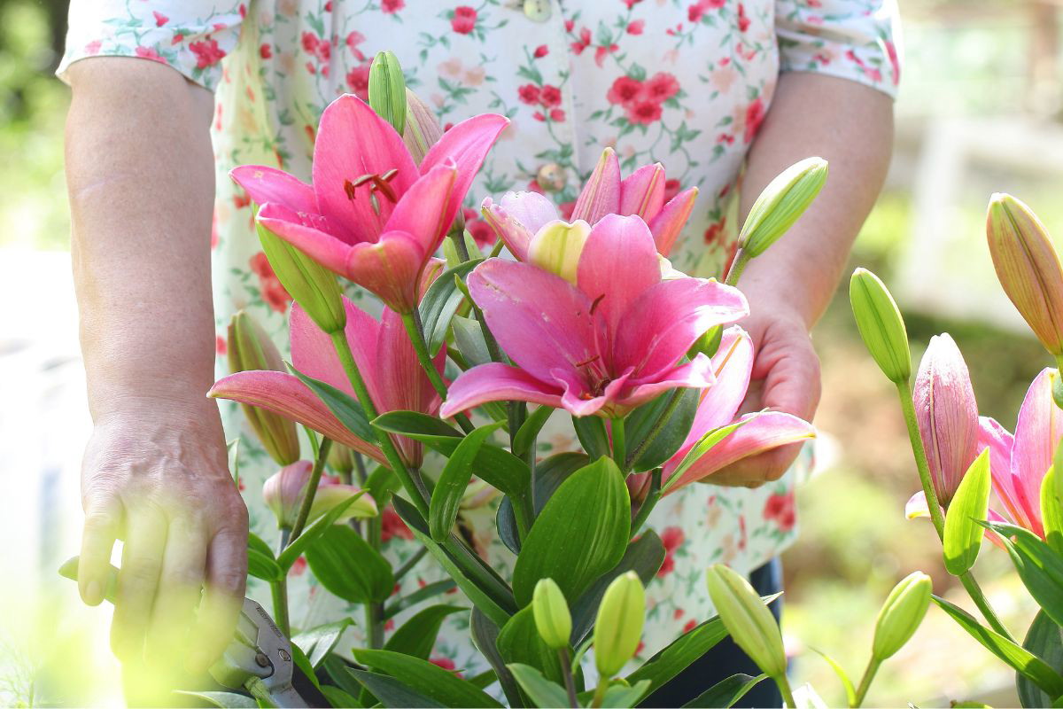 Letnie przycinanie lilii
