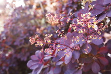 Perukowiec podolski ‘Royal Purple’