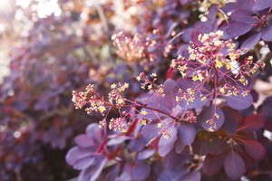Perukowiec podolski ‘Royal Purple’