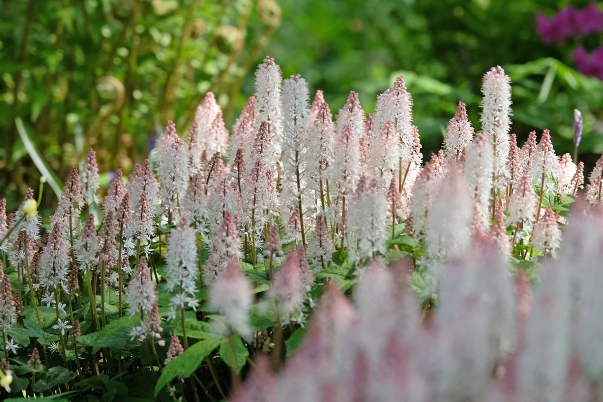 Tiarella to bylina do cienia