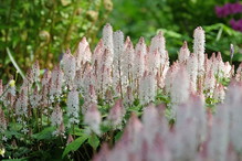 Tiarella to bylina do cienia
