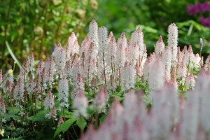 Tiarella to bylina do cienia