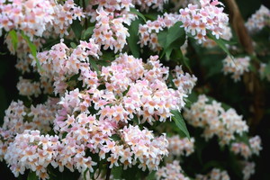 Abelia wielkokwiatowa
