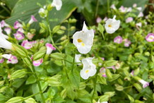 torenia fournieri