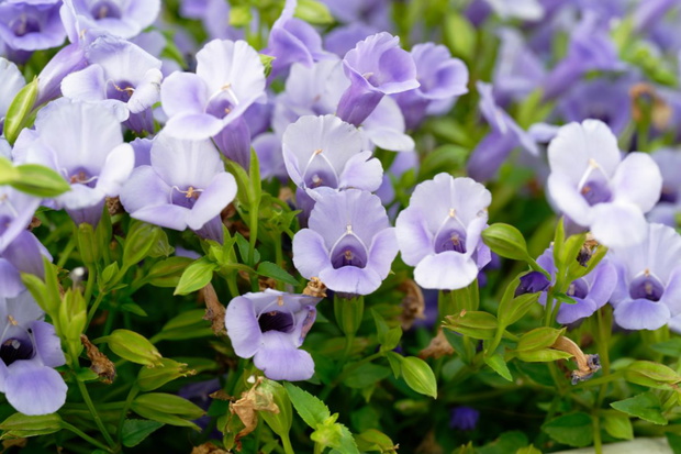 torenia fournieri uprawa