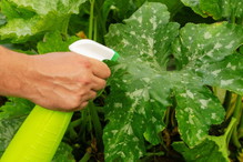 Oprysk na mączniaka z mleka i wody