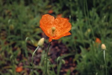 Moroccan Poppy