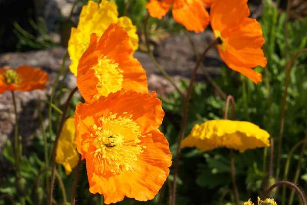 Papaver atlanticum