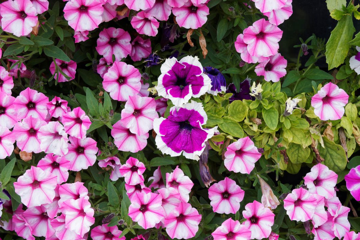 Petunia Pink Star