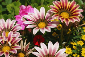 Gazania