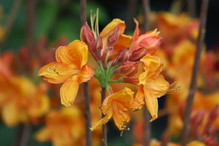 Azalia Golden Lights
