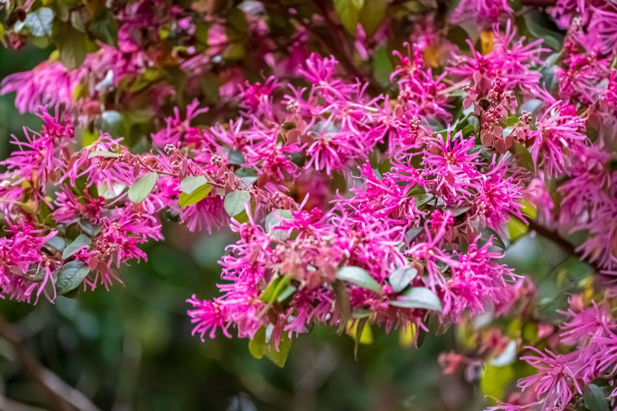 loropetalum chińskie