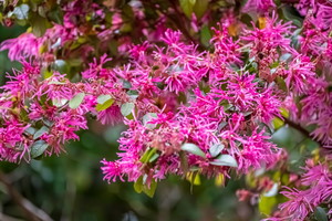 loropetalum chińskie