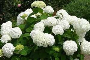 Hortensja Annabelle