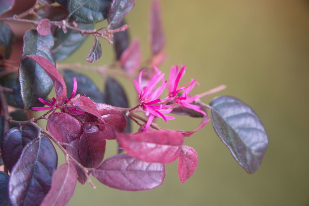loropetalum chińskie uprawa