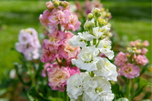 Lewkonia letnia