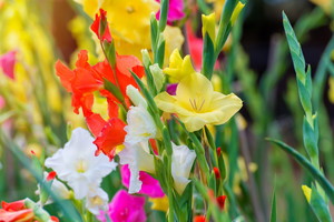 Mieczyki, czyli gladiole