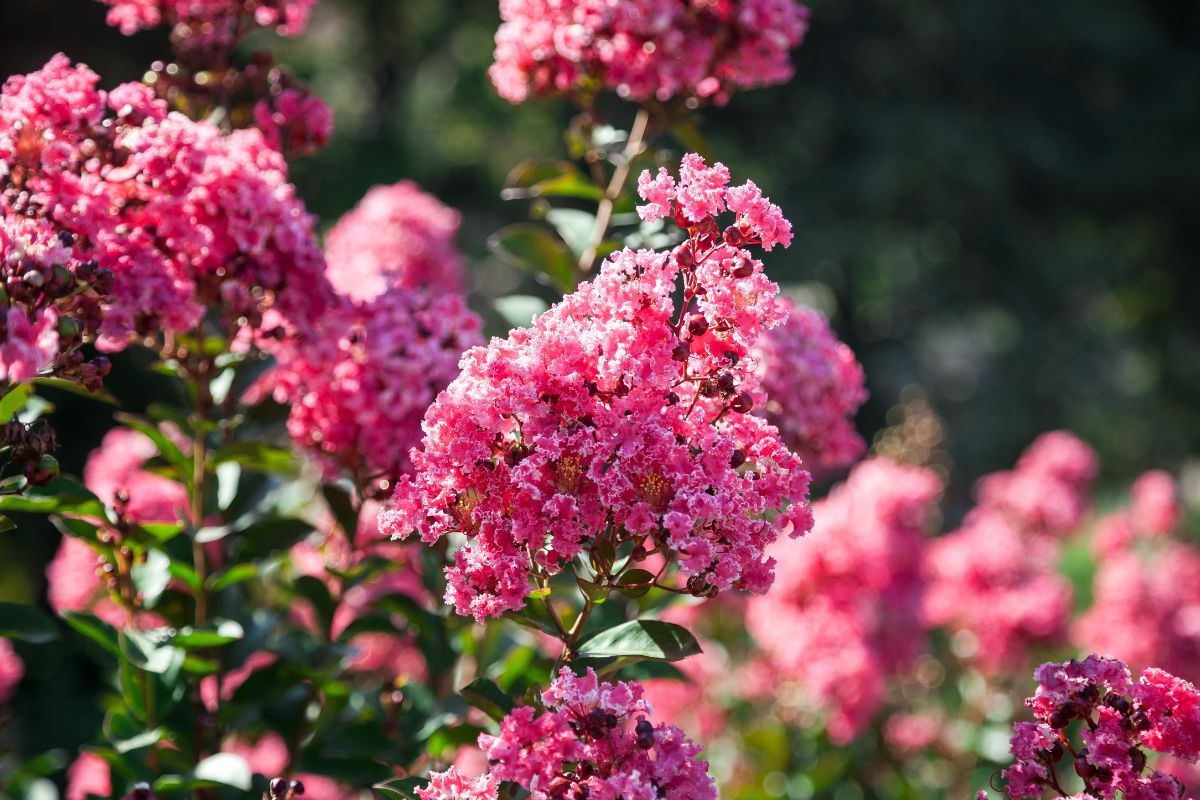 Lagerstroemia