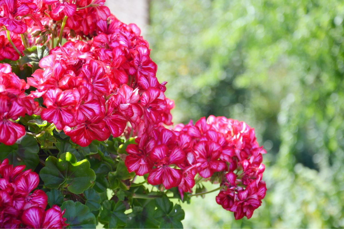 Nawóz do pelargonii z chleba