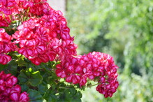 Nawóz do pelargonii z chleba