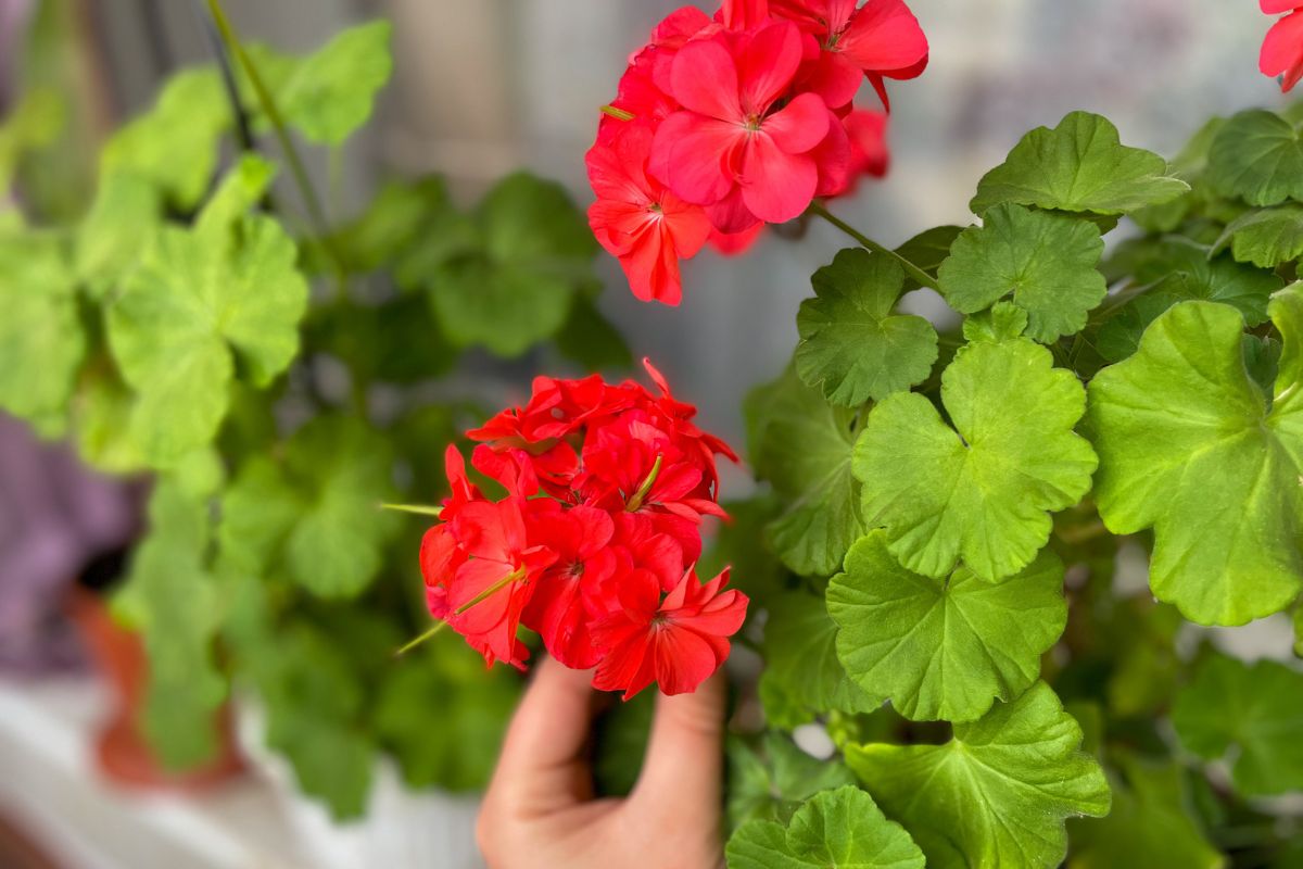 Rozmnażanie pelargonii w sierpniu