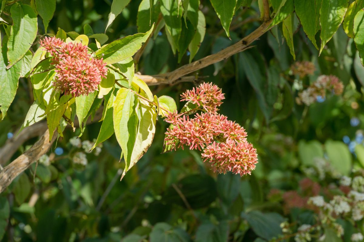 Heptakodium chińskie