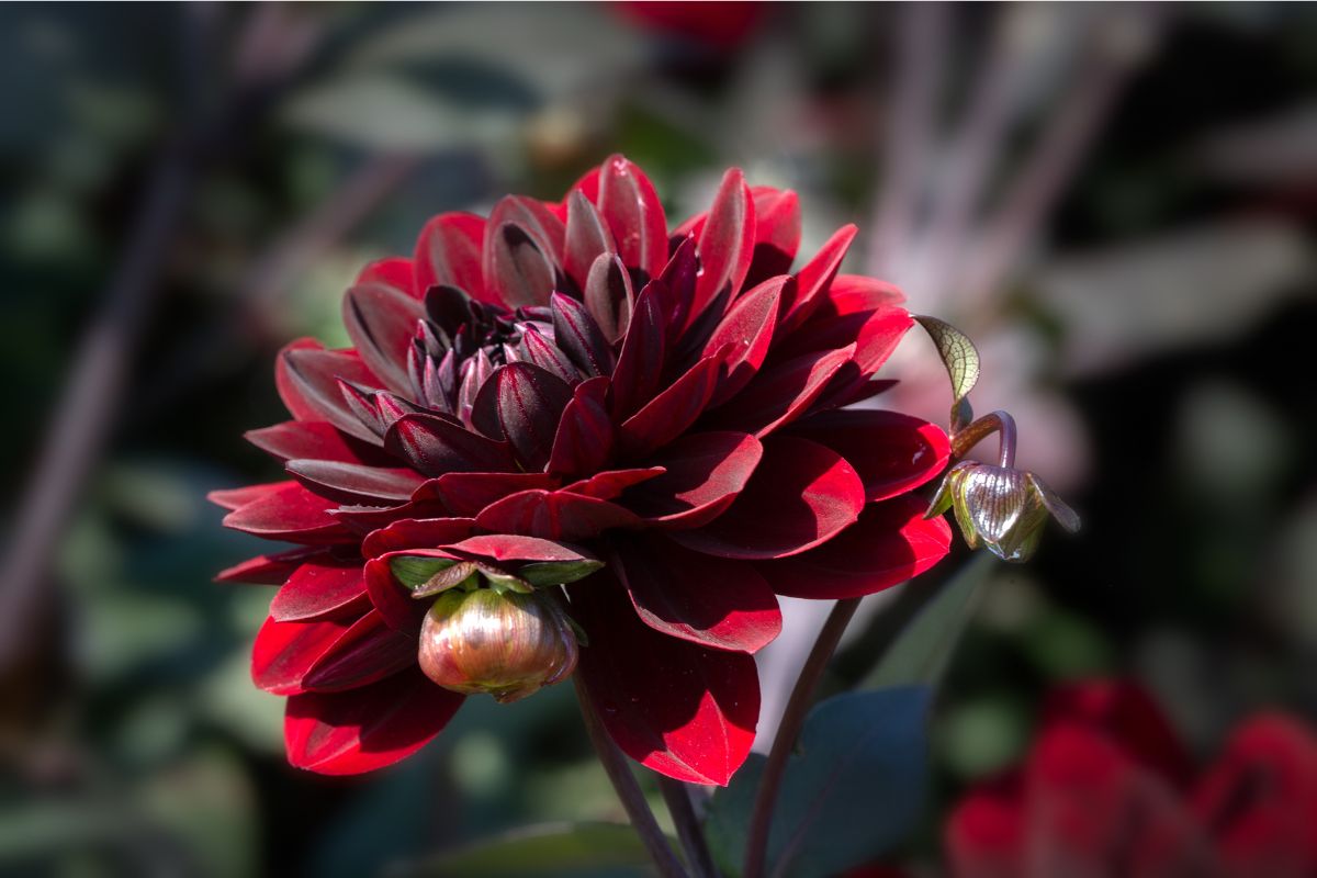 Dalia Karma Choc