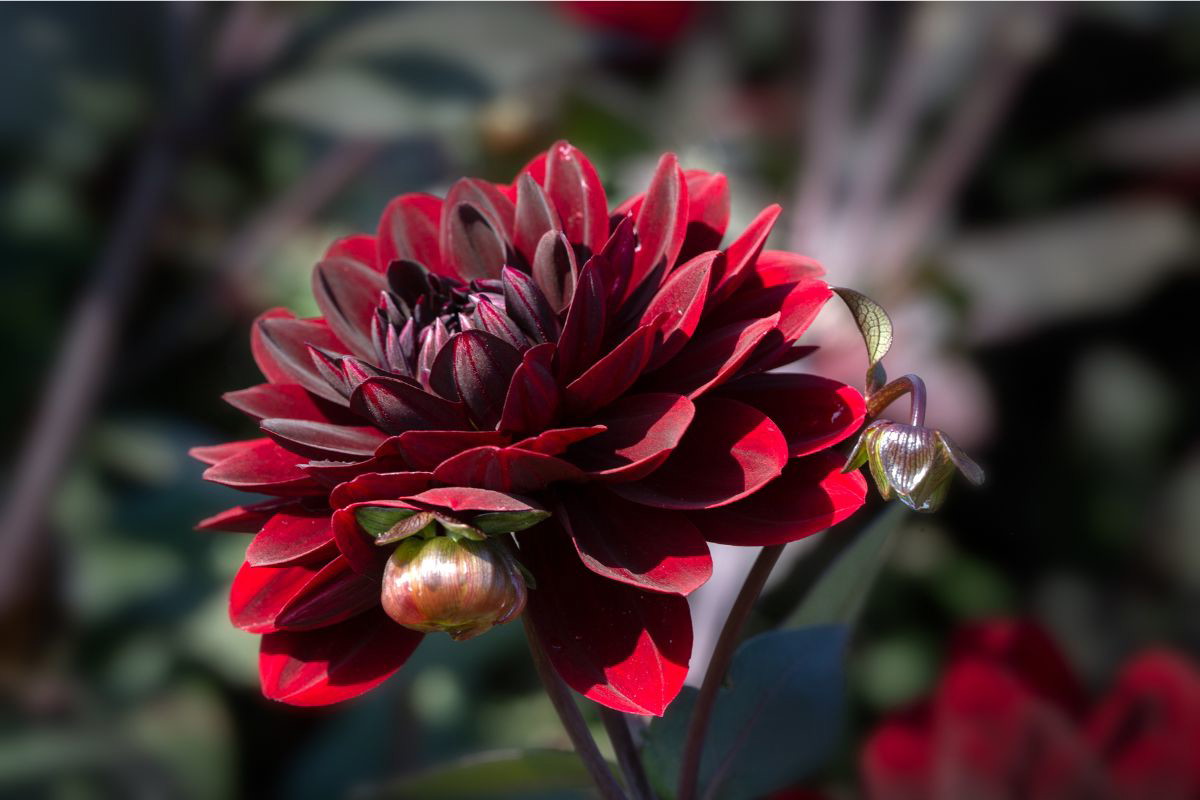 Dalia Karma Choc