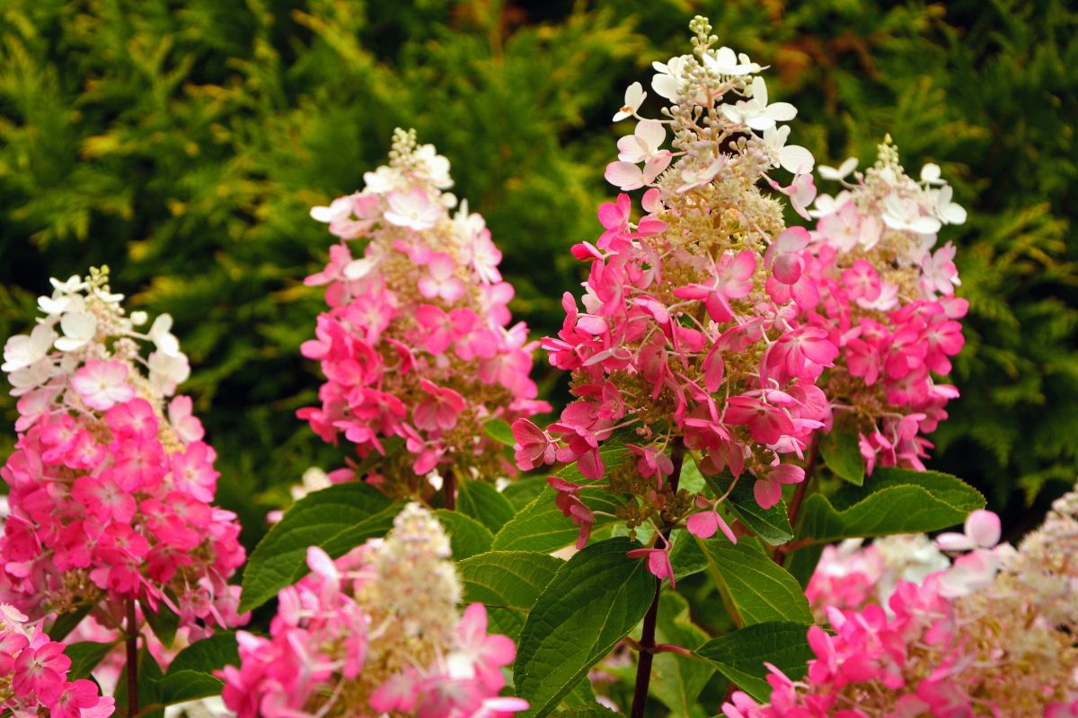 Hortensja Pinky Winky