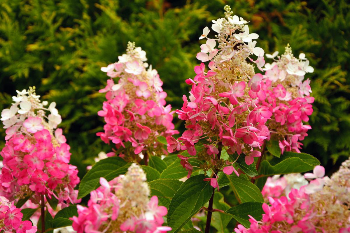 Hortensja Pinky Winky