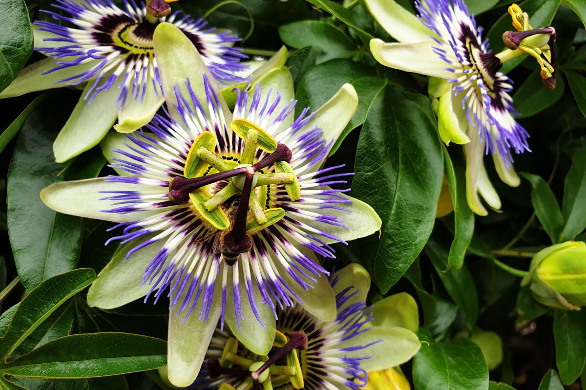passiflora