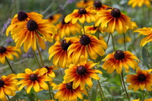 nawóz z drożdży do rudbekii