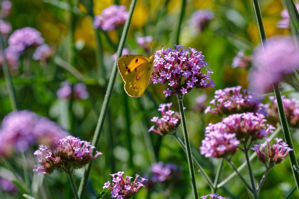 werbena patagońska
